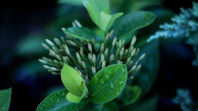 Conventional Deadlift Setup
